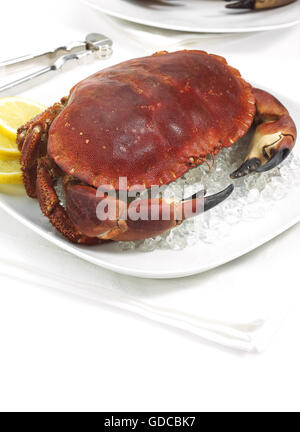 ESSBARE Krabbe Cancer Pagurus IN Platte mit Scheiben der Zitrone Stockfoto
