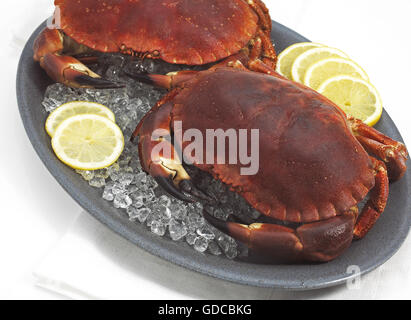 ESSBARE Krabbe Cancer Pagurus IN Platte mit Scheiben der Zitrone Stockfoto