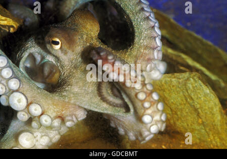 Gemeinsame Krake, Octopus Vulgaris, Erwachsene mit Tentakeln Stockfoto