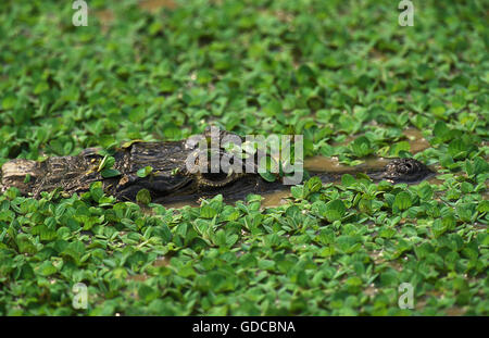 Breite Nase Brillenkaiman, Caiman Latirostris, Erwachsene im Sumpf, Pantanl in Brasilien Stockfoto