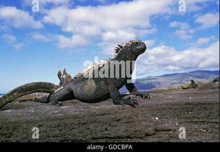 Galapagos Meer Iguana, Amblyrhynchus Cristatus, Erwachsene auf Felsen, Galapagos-Inseln Stockfoto