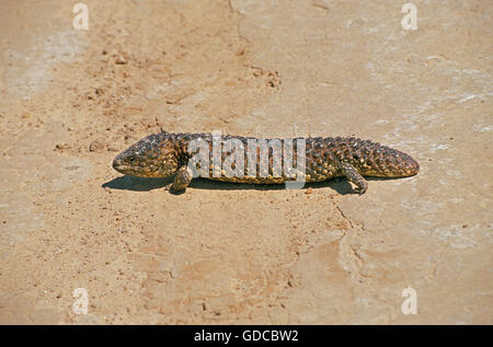 Stumpf Tailed Skink, Tiliqua Rugosa, Erwachsener, Australien Stockfoto