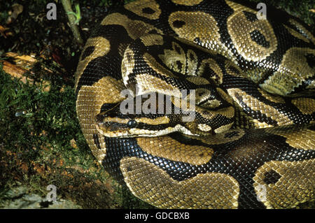 Königliche Python, Python Regius, Erwachsene Stockfoto
