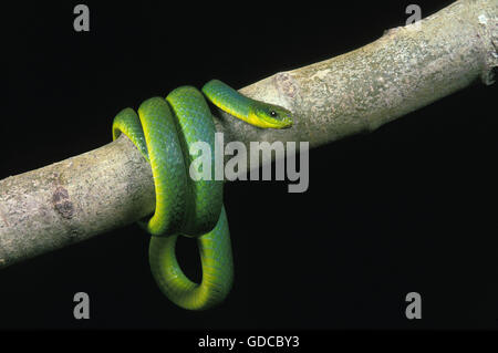 Grüne Schlange, große Opheodrys vor schwarzen Hintergrund Stockfoto