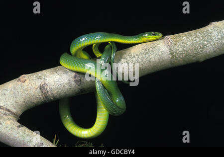 Grüne Schlange, Opheodrys major, Erwachsene auf Ast vor schwarzen Hintergrund Stockfoto