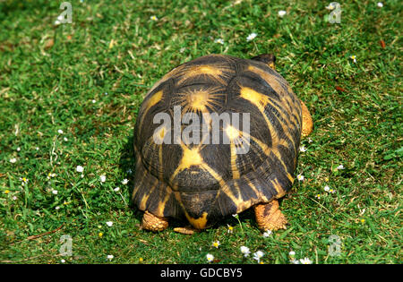 Madagaskar strahlte Turtoise, Geochelone radiata Stockfoto