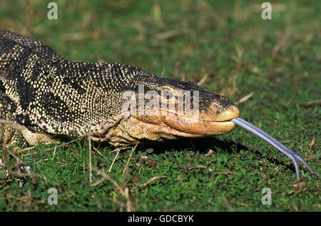 Wasser-Waran, Varanus Salvator, Porträt von Erwachsenen mit Zunge heraus Stockfoto