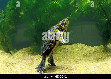 Rot-Schmuckschildkröte Schildkröte ist Scripta Elegans, im Aquarium Stockfoto