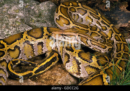 INDIAN PYTHON Python aus Stockfoto