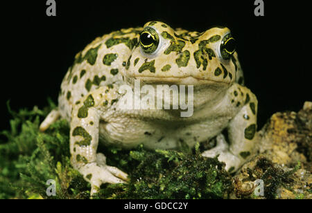 Grüne Kröte, Bufo Viridis, Erwachsene Stockfoto