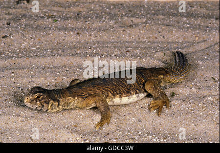 Ägyptische Utila Eidechse, Dornschwanzagamen Aegyptius, Erwachsene Stockfoto