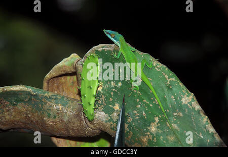 GRÜNE ANOLE Eidechse oder CAROLINA Eidechse Anolis Carolinensis, Erwachsene ON Kaktus Stockfoto