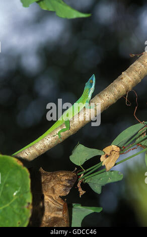 Grüne Anole Eidechse oder Carolina Eidechse, Anolis Carolinensis, Erwachsene auf Ast Stockfoto