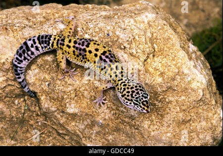 Leopardgecko, Eublepharis macularius Stockfoto
