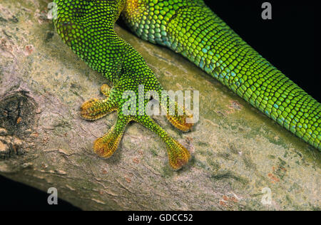 Madagaskar-Taggecko, Phelsuma Madagascariensis, Erwachsener, Nahaufnahme von Bein Stockfoto