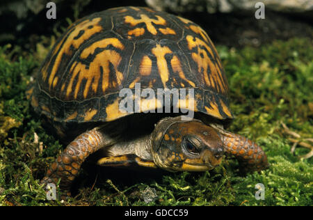 Östliche Kasten-Schildkröte, Terrapene Carolina, Erwachsene auf Moos Stockfoto