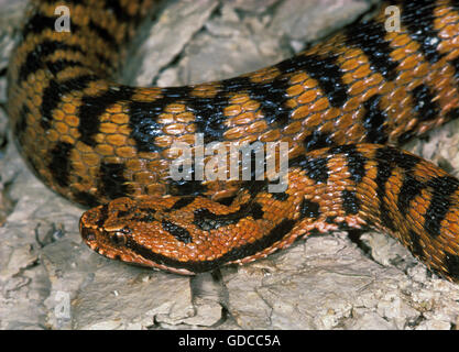 ASP Viper Vipera Aspis, Giftschlange in Frankreich Stockfoto