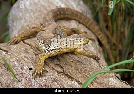 Gould-Monitor, Varanus Gouldi, Erwachsene auf Zweig, Australien Stockfoto