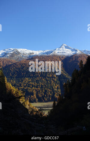 Schweiz, Europa, Wallis, Goms, Münster, Oberwalliser, Holz, Wald, Lärchen, Berge, Herbst Stockfoto