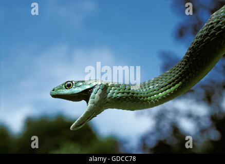 Gefleckte Bush Snake, Philothamnus Semivariegatus, Erwachsenen hängen vom Zweig mit offenem Mund, Afrika Stockfoto