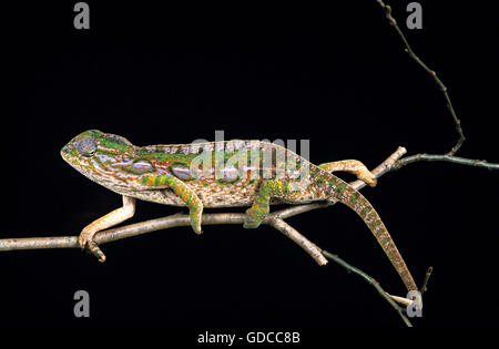 Madagaskar Wald Chamäleon Furcifer Campani, Erwachsene auf Ast vor schwarzen Hintergrund Stockfoto