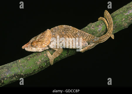 Kurz-gehörnte Chameleo, Calumma Brevicornis, Erwachsene auf Ast Stockfoto