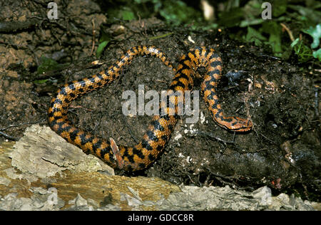 ASP Viper, Vipera Aspis, Erwachsener, Giftschlange in Frankreich Stockfoto