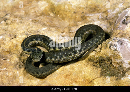 KARIERTE GARTER SNAKE Thamnophis Marcianus, ADULT ON ROCK Stockfoto