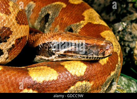 Blutpython, Python Curtus, Erwachsener, Nahaufnahme des Kopfes Stockfoto