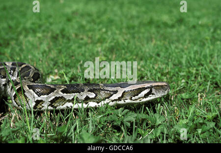 Indian Python, Python aus Stockfoto