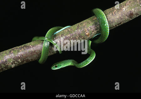 Gefleckte Bush Snake, Philothamnus Semivariegatus, grüne Schlange vor schwarzen Hintergrund Stockfoto