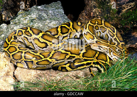 Indian Python, Python aus Stockfoto