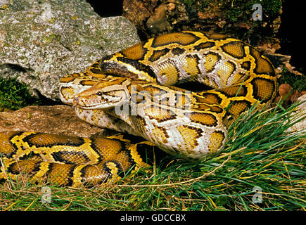 Indian Python, Python aus, Erwachsene Stockfoto