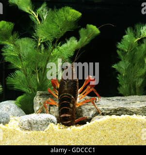 Louisiana Flusskrebs Procambarus clarkii Stockfoto