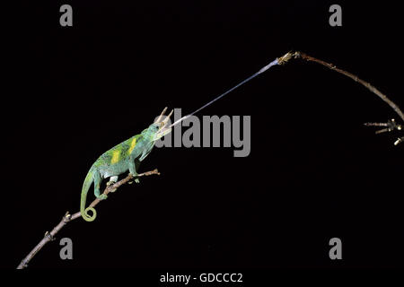 Jacksons Chamäleon, Chamaeleo Jacksoni, männlichen Angriff auf einen Grasshoper Stockfoto