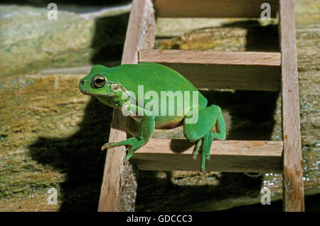 Europäischer Laubfrosch Hyla Arborea, Erwachsene ON A Leiter, SYMBOL für Meteorologie Stockfoto