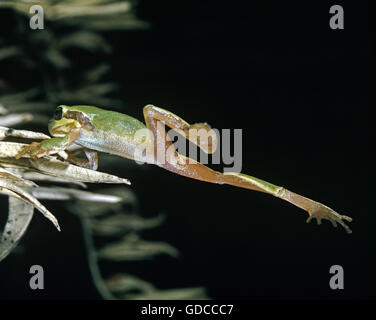 Europäischer Laubfrosch, Hyla Arborea, Erwachsene springen Stockfoto