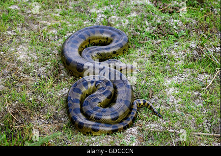 Grüne Anakonda, Eunectes Murinus, Erwachsene auf Rasen, Los Lianos in Venezuela Stockfoto