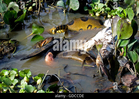 GRÜNE ANAKONDA Eunectes Murinus KILLING A Holz Storch Mycteria Americana, LOS LIANOS IN VENEZUELA Stockfoto