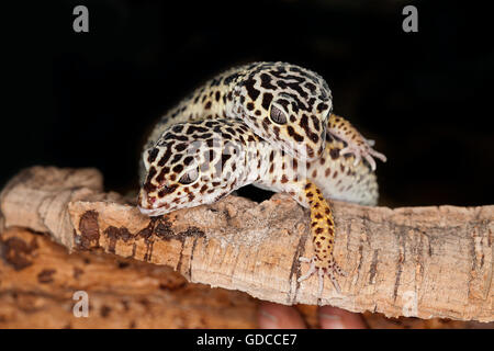 LEOPARDGECKO Eublepharis Macularius, Erwachsene Stockfoto