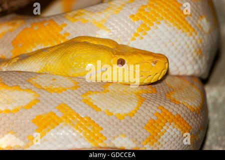 RETIKULIERT ALBINO-PYTHON Python reticulatus Stockfoto