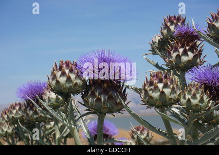 Violette Artischocke Blumen, Karde (Cynara Cardunculus), California Stockfoto