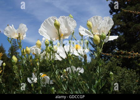 Matilija Mohnblume Blumen, California Stockfoto