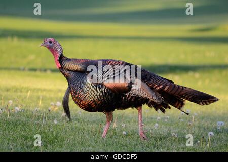 Eine männliche (Tom) Wilder Truthahn (Meleagris Gallopavo) Stockfoto