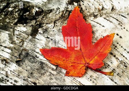 Einem einzigen bunten Ahornblatt auf einem Baumstamm Birke im Herbst Stockfoto