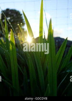 Die Sonne von hinten einige Grashalme Stockfoto