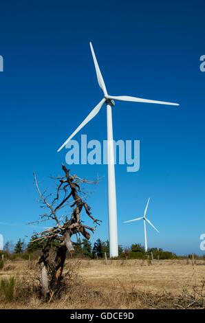 Windkraftanlagen in Cezallier, Auvergne, Frankreich, Europa Stockfoto