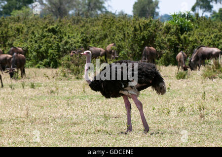 Gemeinsamen Strauß (Struthio Camelus), Masai Mara, Kenia, Afrika Stockfoto