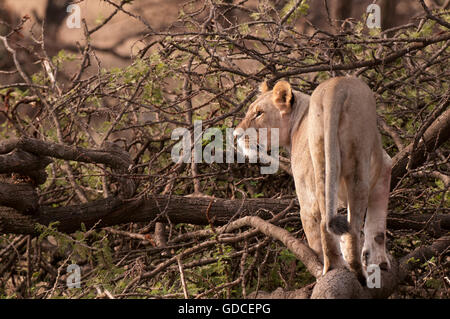 Löwe (Panthera leo), Masai Mara, Kenia, Afrika Stockfoto