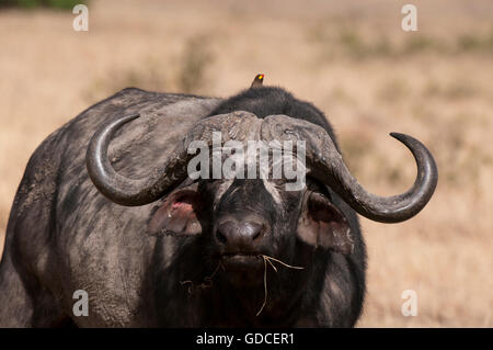 Kaffernbüffel (Syncerus Caffer), Masai Mara, Kenia, Afrika Stockfoto